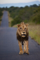 Injured/wounded lion walking down the road.
