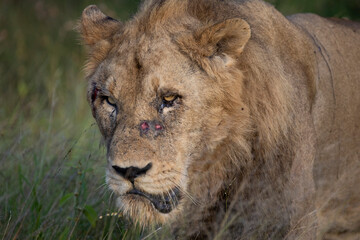 Obraz premium Wounded lion with blood on the face