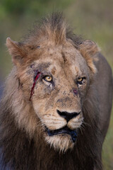Wounded lion with blood on the face