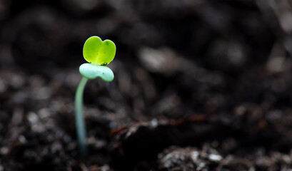Small sprouts of arugula in the ground in spring.