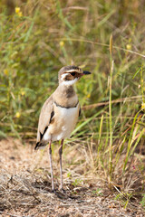 a bronze winged crourser