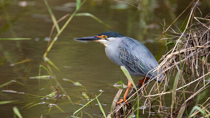 Striated heron/green-backed heron