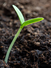 A small sprout of a cucumber in the ground in spring.