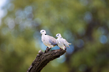 ring-necked doves