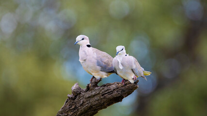 ring-necked doves