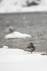 bird in snow