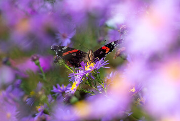 Butterfly in purple flowers in nature.