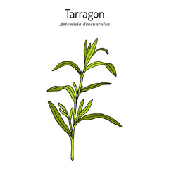 Tarragon artemisia dracunculus , aromatic kitchen and medicinal herb