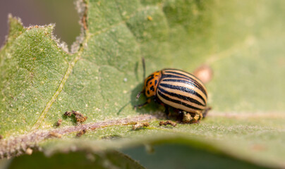 Colorado potato beetle on an eggplant plant.