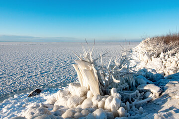 Icy bush near a frozen sea in clear weather