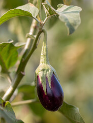 Fruit on an eggplant plant.