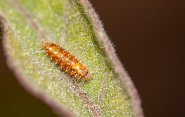 Caterpillar on a green leaf in nature.