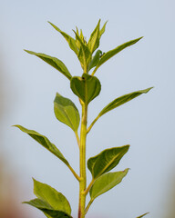 Green leaves of sweet potato in nature.
