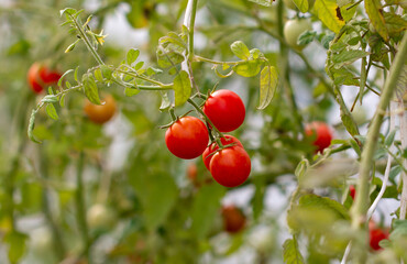 Red tomatoes in the vegetable garden. C