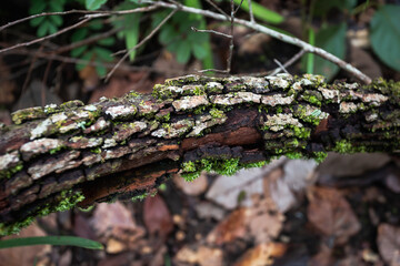 Obraz premium Nature forest green leaves Refreshing