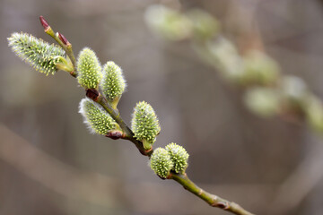 Pussy willow on the branch, blooming verba in spring forest. Palm Sunday symbol, twig with catkins