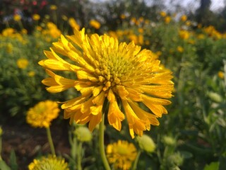 yellow dandelions in the grass