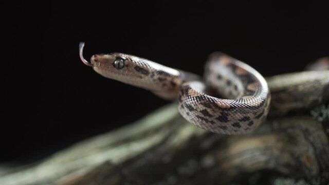 A snake crawling up the trunk
