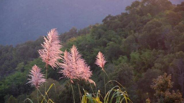 Slow motion of Desho grass or grass flowers blowing in the wind