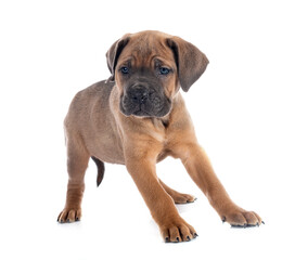 Obraz premium puppy cane corso
