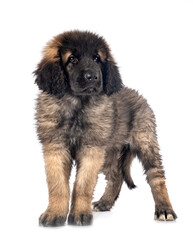 puppy Leonberger in studio