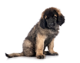 Fototapeta premium puppy Leonberger in studio