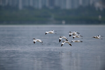 many Pied avocet birds in fly
