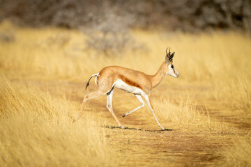 Springbok runs across grassy track in sunshine