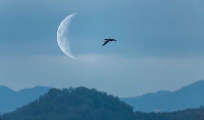 a cormorant fly to moon