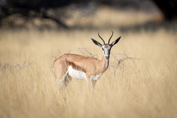 Springbok stands in long grass watching camera