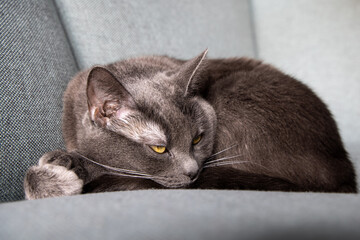 Lazy russian blue breed cat resting on the sofa. 