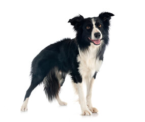 border collie in studio