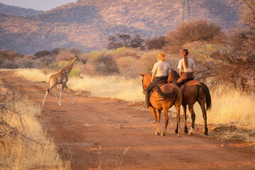 Two female riders watch giraffe crossing track