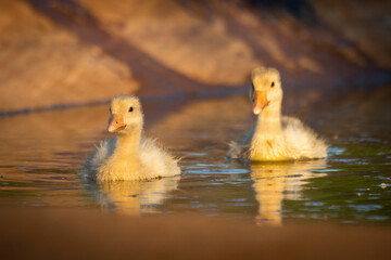 Two goslings swim side-by-side in artificial pond