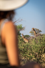 Two giraffes in bushes watched by woman © Nick Dale