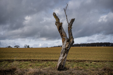 Toter Obstbaum 