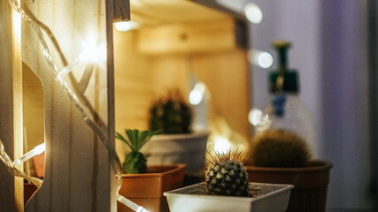 plants modern in living room