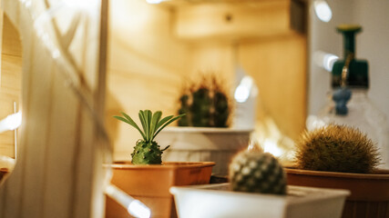 plants modern in living room