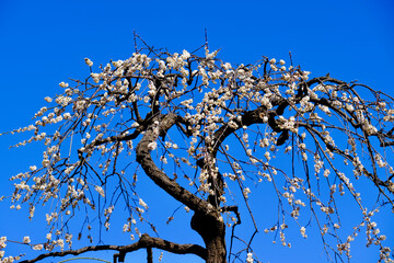 【東京】府中市郷土の森博物館の梅（春）