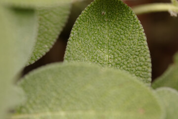 Macro photography of sage plant. Tiny hairs in leaves are visible