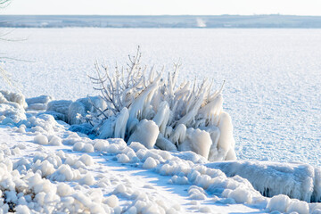 Icy bush near the frozen sea