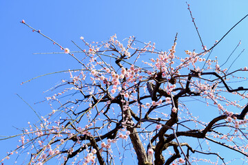【東京】府中市郷土の森博物館の梅（春）