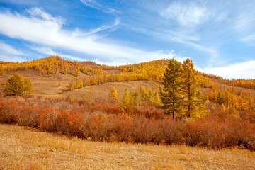 Fototapeta premium Mongolia in Autumn is the most beautiful season of the year