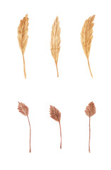 Watercolor drawing of dried flowers for interior decor.