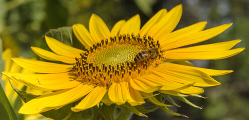 This is a set of macro shots about the natural world. The author took a photo at Saigon Zoo and Botanical Garden on the morning of February 20, 2021. Content: Natural macro photo: a bee smoking sunflo