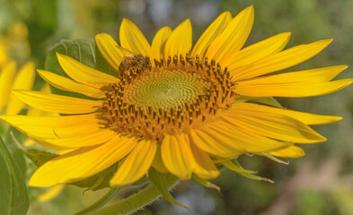 Fototapeta premium This is a set of macro shots about the natural world. The author took a photo at Saigon Zoo and Botanical Garden on the morning of February 20, 2021. Content: Natural macro photo: a bee smoking sunflo