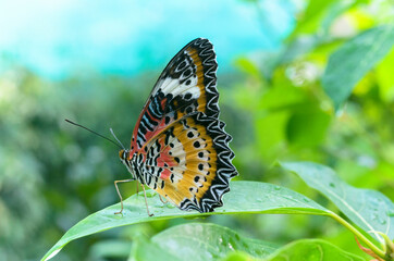 This is a set of macro shots about the natural world. The author took a photo at Saigon Zoo and Botanical Garden on the morning of February 20, 2021. Content: butterflies are perched on a branch