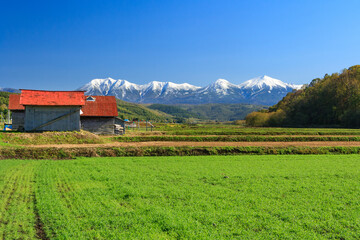 Obraz premium 美瑛 冠雪の十勝岳連峰