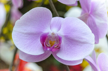 Naklejka na ściany i meble This is a set of macro shots about the natural world. The author took a photo at Saigon Zoo and Botanical Garden on the morning of February 20, 2021. Content: Popularly grown orchids (Viet Nam)
