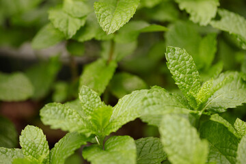 Fototapeta na wymiar Macro photo shot of mint plant. Textured view
